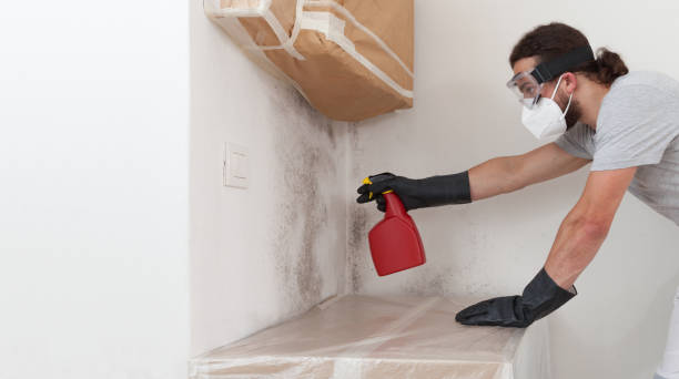 Professional Attic Mold Removal technician working in Waltham, MA