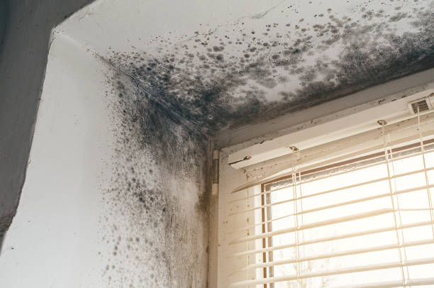 Trusted Black Mold Removal service in Waltham, MA - Cheap Mold Removal